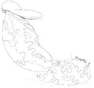 elfnein gigantic_penis senki_zesshou_symphogear // 8250x7737 // 2.7MB